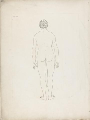 George Stubbs Plate VIII, Human Body, Posterior View