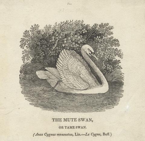 Thomas Bewick "The Mute Swan" or "Tame Swan"