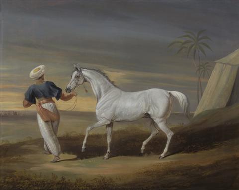 Signal, a Grey Arab, with a Groom in the Desert