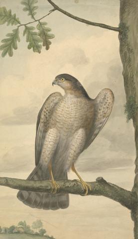 James Sowerby Eurasian Sparrowhawk