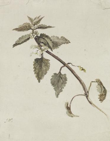 James Ward A Foliated Branch