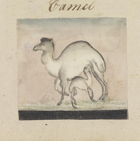 Gangaram Chintaman Tambat Mother Camel and her Calf