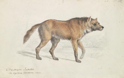 Charles Hamilton Smith Maned Wolf