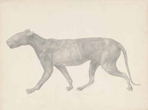 George Stubbs Tiger, Lateral View, with Skin and Tissue Removed (Finished Study for Table IX)