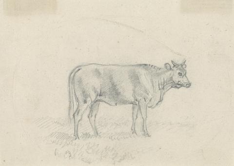 Sawrey Gilpin Sketch of a Cow