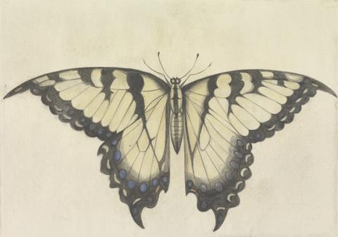 Mrs. P. D. H. Page Swallow-Tail Butterfly, After the Original by John White in the British Museum [Sir Walter Raleigh's Virginia, No. 108 A]