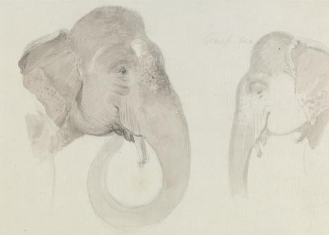 Thomas Daniell Two Studies of an Indian Elephant's Head