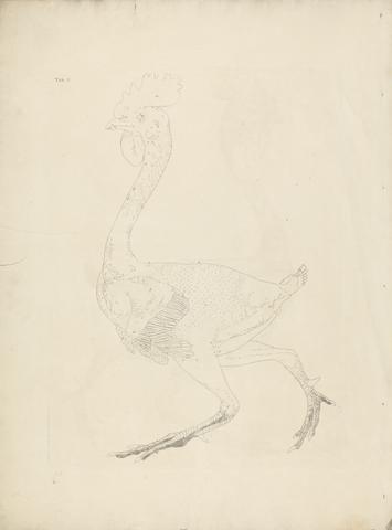 Plate X, Fowl Body, Lateral View