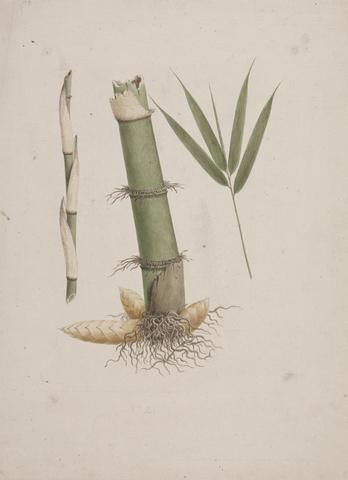 James Bruce Arundinaria alpina K. Schum. (African Bamboo): finished drawing of sections of stem and of shoot with leaves