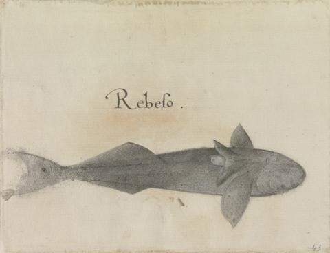 Mrs. P. D. H. Page Remora, Ventral View, After the Original by John White in the British Museum [Caribbean and Oceanic, No. 29 A]