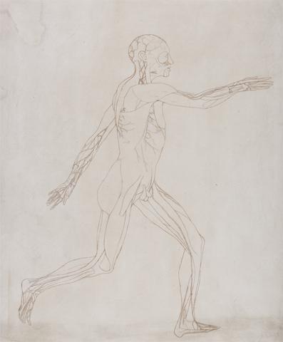 George Stubbs Human Figure, Lateral View (Prepared for transfer to the plate of the key figure to Table XIII)
