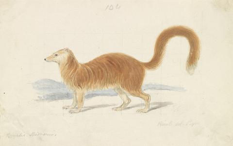 Charles Hamilton Smith Yellow Mongoose