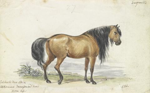 Charles Hamilton Smith Eelback Dun Stock, Ukraine Decussated Horse