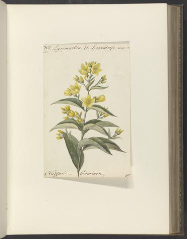 Burges, Mary Anne, 1763-1813. Flora of the British Isles.