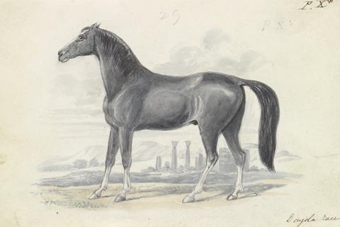 Charles Hamilton Smith Dongola Horse