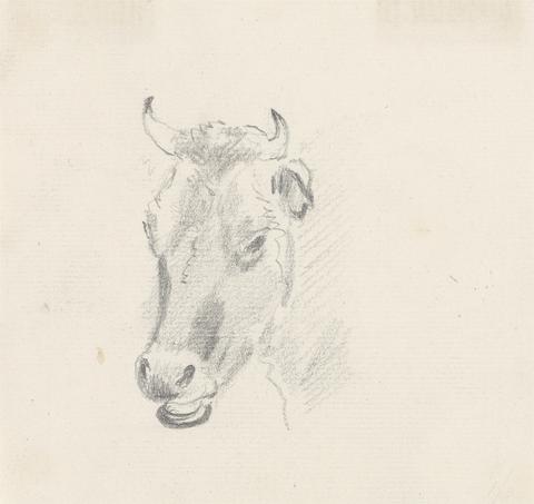 Sawrey Gilpin Study of a Cow's Head
