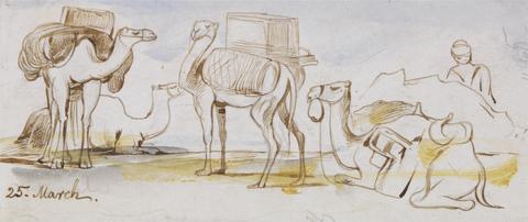 Edward Lear Camels