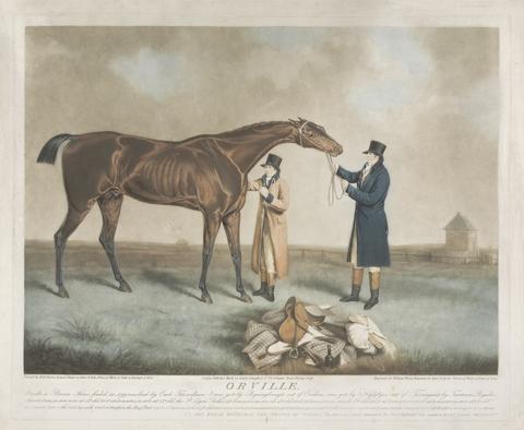Orville. Orville, a Brown Horse, foaled in 1799 was bred by Earl Fitzwilliam & was got by Byningbrough our of Evelina was got by Highflyer out of Termagant by Tantrum Regulus ...