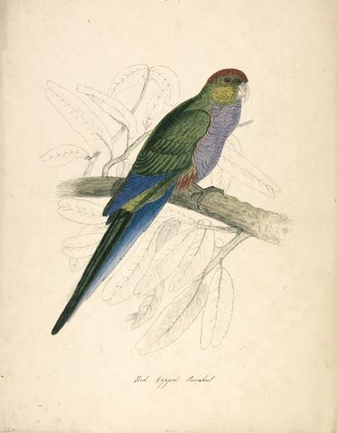 unknown artist Red-capped Parakeet, Female