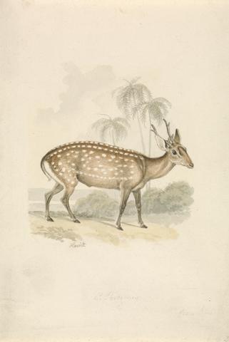Samuel Howitt Hog Deer