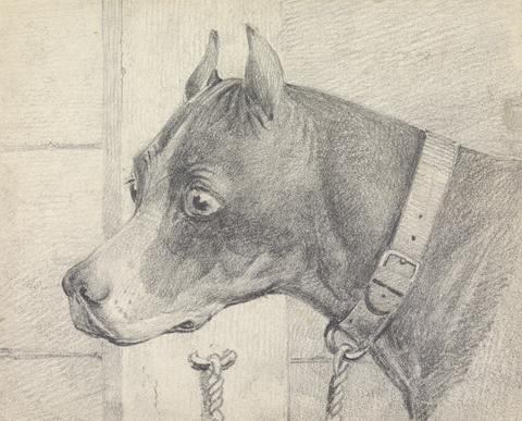 Henry Thomas Alken Head and Shoulders of a Boxer Dog, Profile Left, Wearing a Leather Collar A ttached to a Ring Post