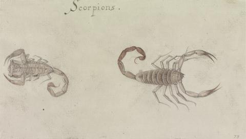 Mrs. P. D. H. Page Scorpions, after the Original by John White in the British Museum [Caribbean and Oceanic, No. 8]