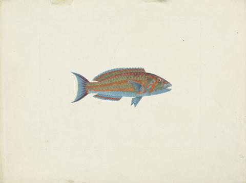 James Bruce Unidentified Fish