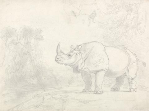 William Daniell A Rhinoceros Standing on a River Bank