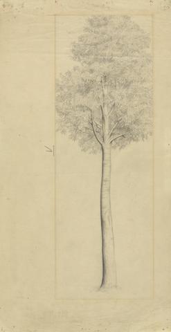 Sir Walter Thomas Monnington Tree