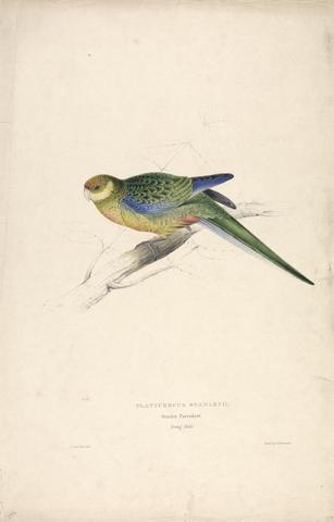 Edward Lear Platycercus Stanley II / Stanley Parrakeet (young male) (Plate 24)