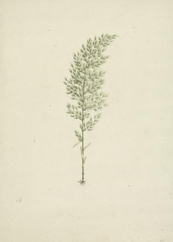 James Bruce Arundinaria alpina K. Schum. (African Bamboo): finished drawing of habit with roots