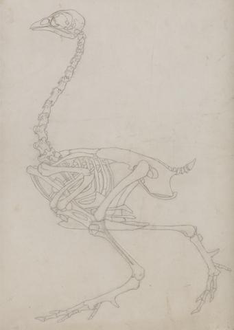 George Stubbs Fowl Skeleton, Lateral View (Outline drawing of the skeleton prepared for the key figure to Table V)