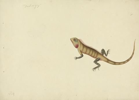 unknown artist A Lizard with Sketches of a Scorpion and a Spider