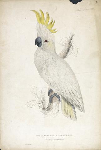 Edward Lear Plyctophus Sulphureus / Lesser Sulphur-crested Cockatoo (Plate 4)