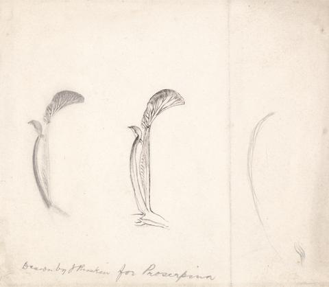 John Ruskin Studies of a Flower