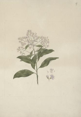 Luigi Balugani Vernonia amygdalina Del. (Bitter Leaf): finished drawing