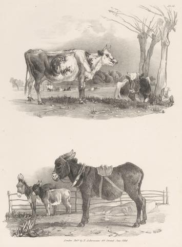 Henry Walter Untitled Images of Livestock, Plate 15