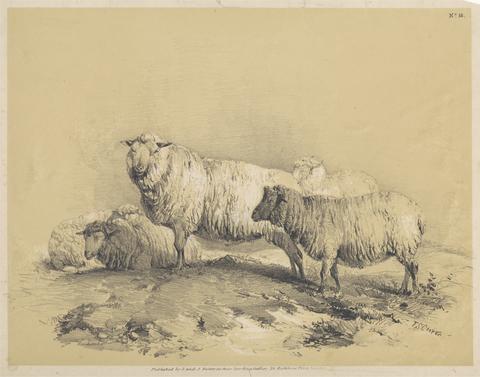  Sheep, No. 18