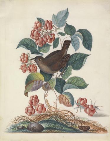 Eurasian wren (Troglodytes troglodytes), with raspberry (Rubus idaeus L.), and wood lice (?Isopoda), and pupa (Lepidoptera ?Saturniidae) from the natural history cabinet of Anna Blackburne.