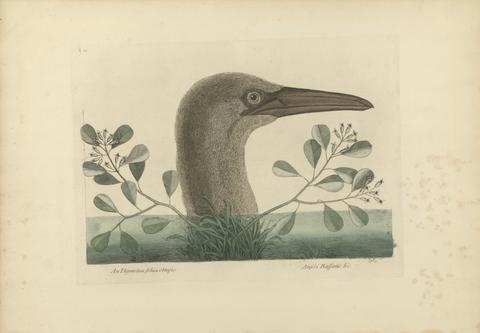 Mark Catesby An Thymelaea foliis obtusis; Anseri Bassano &c: The Great Booby, Plate 86 from the 'Natural History of Carolina, Florida and the Bahama Islands', volume I, 2nd edition, London 1754