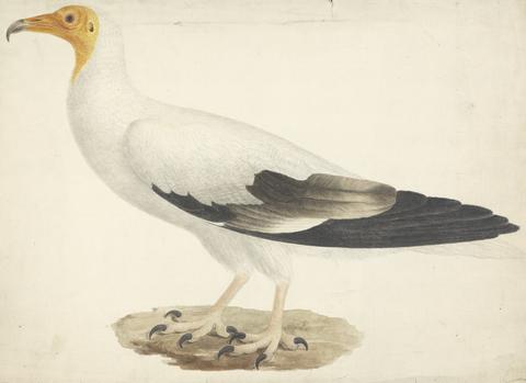 James Bruce Neophron percnopterus (Egyptian Vulture)