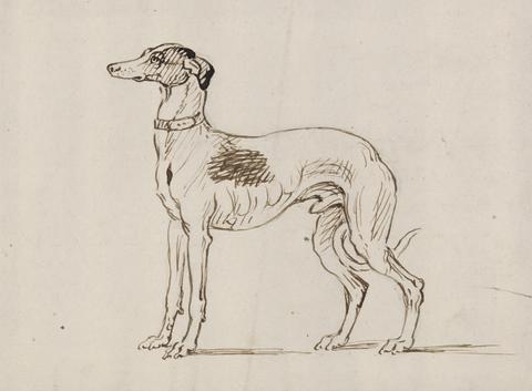 James Seymour A Greyhound, Facing Left