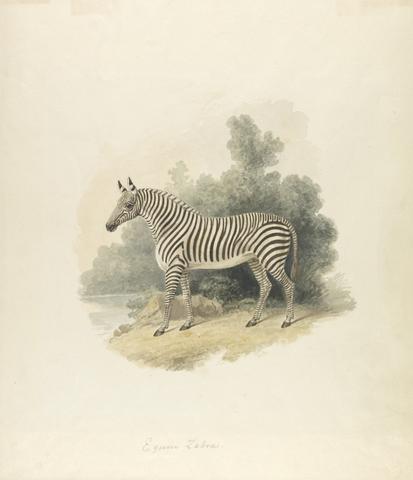Samuel Howitt A Zebra