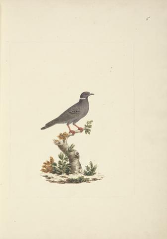 Luigi Balugani Album of 34 Drawings of Animals and Birds from The Bruce Archive