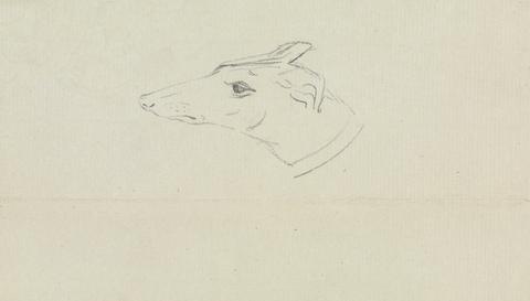 James Sowerby A Dog's Head