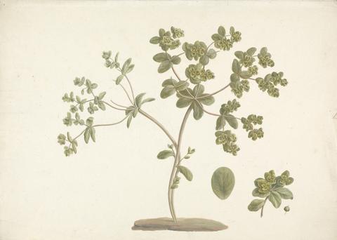 James Bruce Euphorbia helioscopia L. (Sun Spurge): finished drawing of flowering plant with details of flowers and leaf and fruit