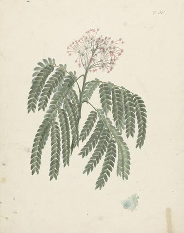 Luigi Balugani Albizia gummifera (J.F.Gmel.) C.A. Sm. (Gummy Albizia Tree): finished drawing with minor variations in flowering head
