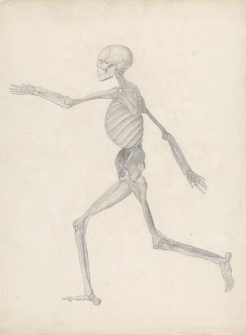 George Stubbs Human Figure, Lateral View (Finished study for an unpublished table, representing the last stage in the dissection)