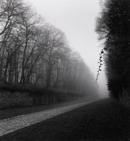 Michael Kenna Suspended Vine, Marly, France #40/45