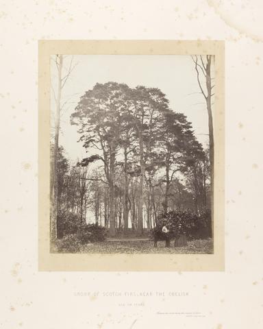 William Bambridge Group of Scotch Pines near the Obelisk, Age 104 Years